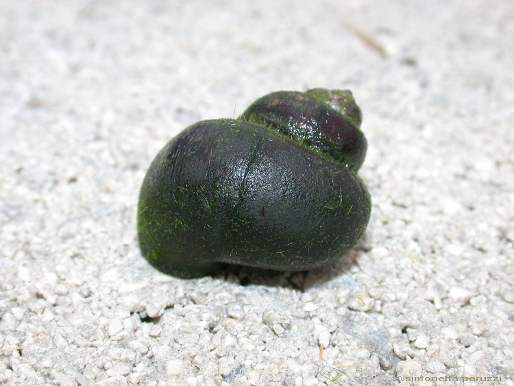 Gasteropoda dal laghetto degli anfibi